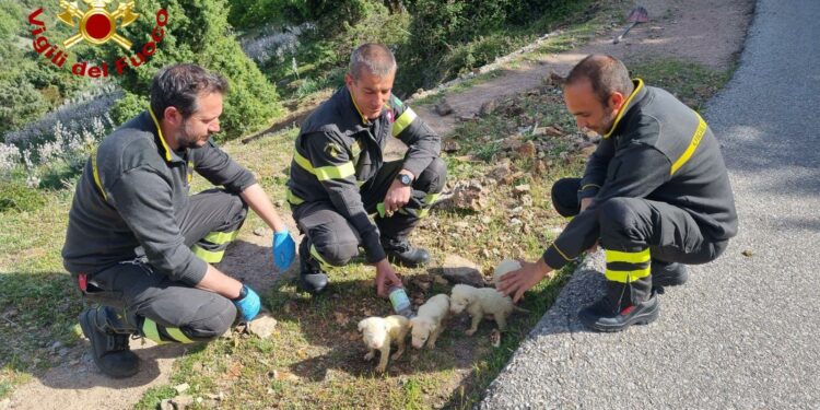 Cuccioli di cani abbandonati nelle campagne di Villagrande Strisaili, salvati dai vigili del fuoco