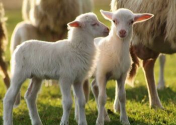 Due milioni di euro per le aziende dove si allevano agnelli di Sardegna Igp