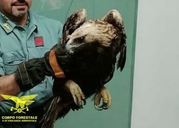 Baunei: rinvenuto un un esemplare di Falco Pecchiaiolo