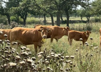 Bortigali: l’azienda Milia Srl capofila del progetto