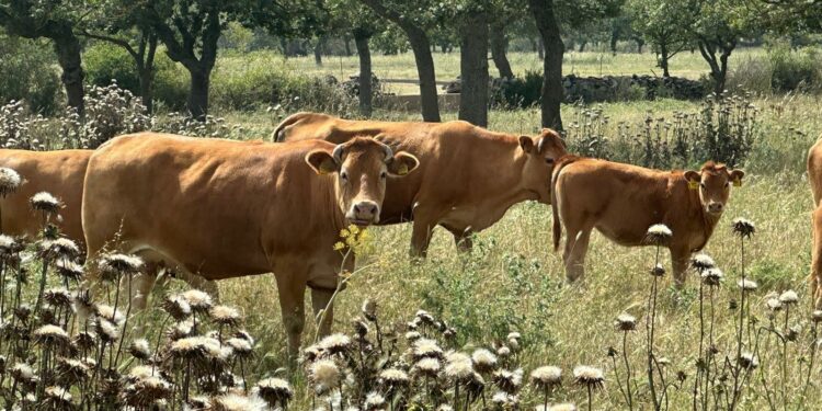 Bortigali: l’azienda Milia Srl capofila del progetto