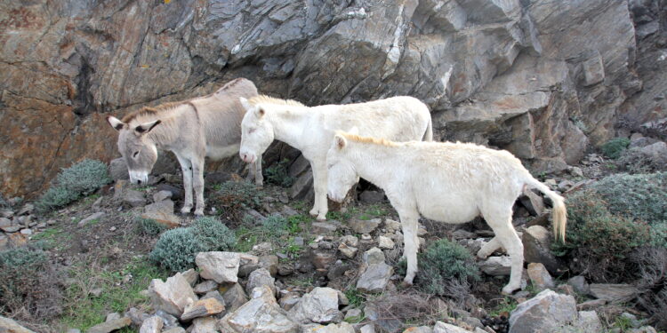 Avifauna selvatica: all’Asinara un carnaio aziendale