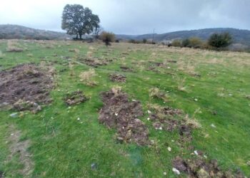 I cinghiali stanno affliggendo le aziende agricole sarde, Coldiretti Sardegna lancia l’allarme