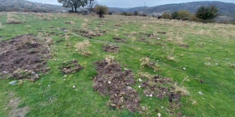 I cinghiali stanno affliggendo le aziende agricole sarde, Coldiretti Sardegna lancia l’allarme