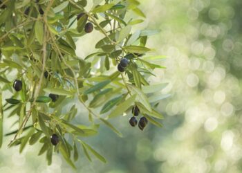 Lanusei: il progetto “Eccellenze d’Ogliastra” fa tappa nelle scuole