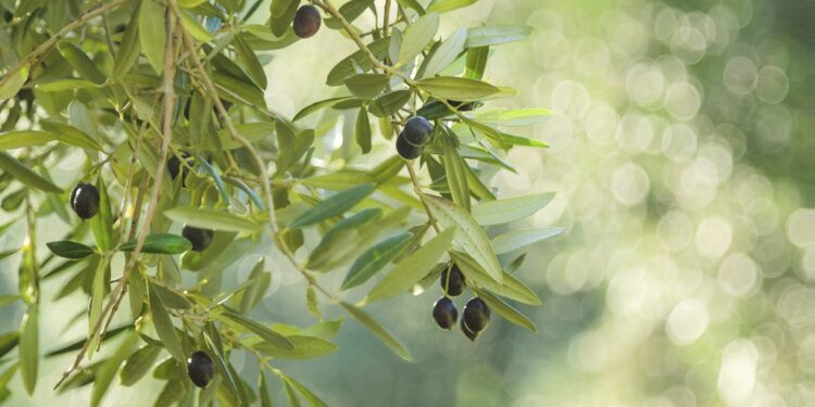 Lanusei: il progetto “Eccellenze d’Ogliastra” fa tappa nelle scuole