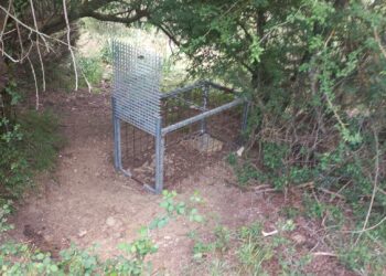 Villagrande Strisaili, sequestrata una gabbia per la cattura dei cinghiali