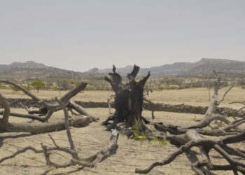 Il 17 giugno si celebra la Giornata Mondiale contro la desertificazione e la siccità