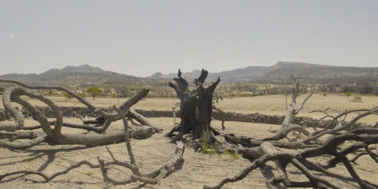 Il 17 giugno si celebra la Giornata Mondiale contro la desertificazione e la siccità