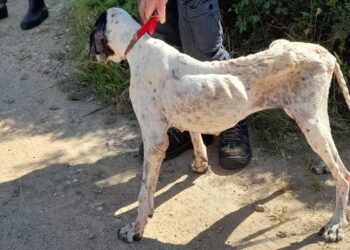 Ad Oristano le guardie zoofile dell’Organizzazione internazionale protezione animali (Oipa) hanno sequestrato una pointer ridotta pelle e ossa