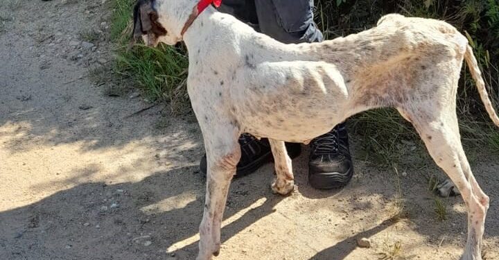 Ad Oristano le guardie zoofile dell’Organizzazione internazionale protezione animali (Oipa) hanno sequestrato una pointer ridotta pelle e ossa