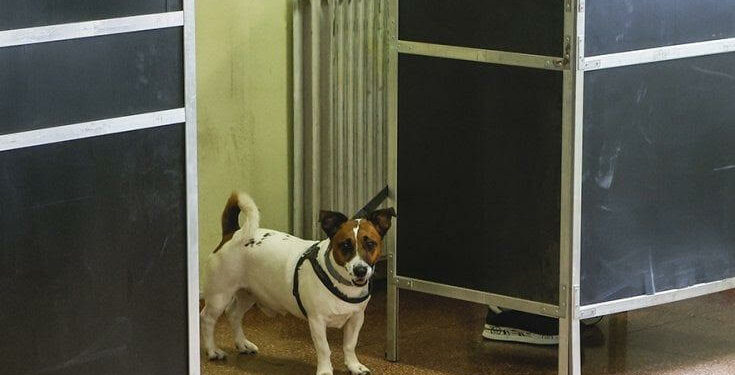 Le indicazioni e i consigli dell’Oipa per una corretta conduzione di Fido al seggio elettorale