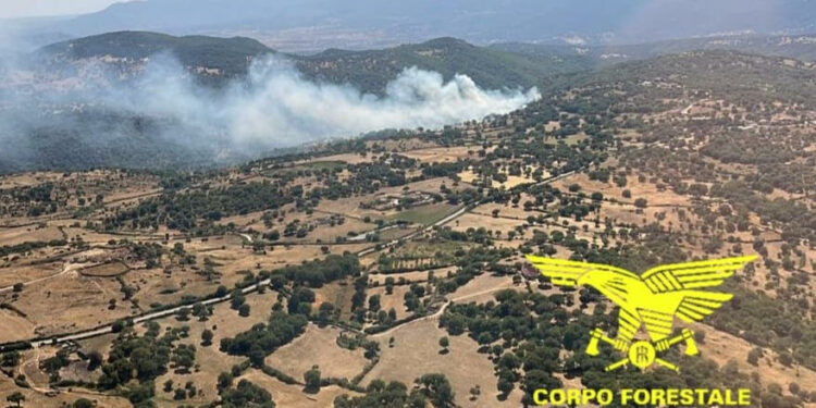 Sono stati 13 gli incendi sviluppatisi oggi in Sardegna, tre dei quali hanno richiesto l’intervento dei mezzi aerei della flotta regionale