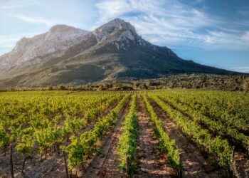 Giovedì 13 giugno, a Mamoiada, si terrà il terzo incontro rivolto alle realtà produttive barbaricine di vino e olio