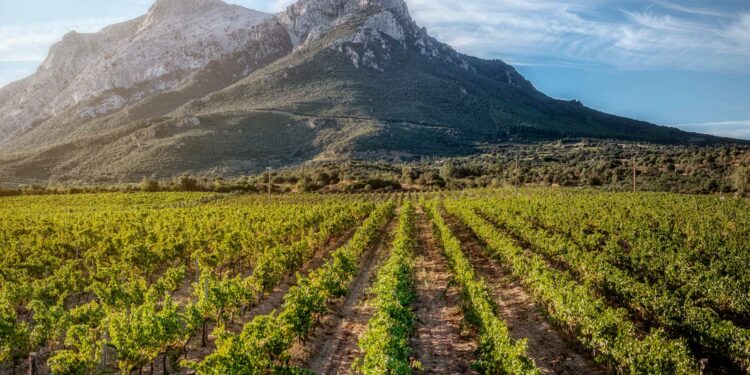 Giovedì 13 giugno, a Mamoiada, si terrà il terzo incontro rivolto alle realtà produttive barbaricine di vino e olio