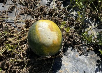 Nuovo appello di Coldiretti Sardegna: «Dichiarare lo stato di emergenza per la siccità»