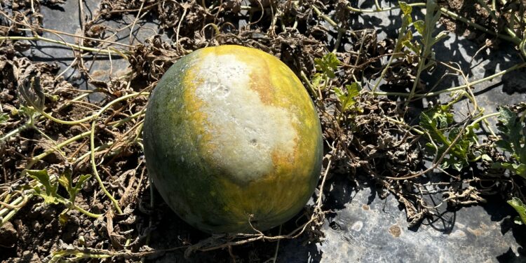 Nuovo appello di Coldiretti Sardegna: «Dichiarare lo stato di emergenza per la siccità»