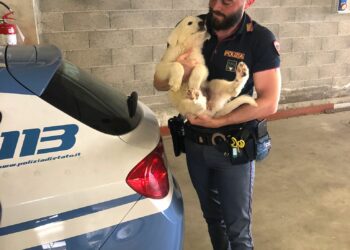 #senontiportononparto: lo spot della Polizia di Stato contro l’abbandono degli animali