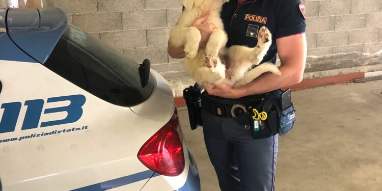 #senontiportononparto: lo spot della Polizia di Stato contro l’abbandono degli animali