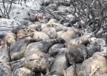 Coldiretti Sardegna: «Centinaia di ettari di foraggere, pascoli e boschi distrutti in poche ore dagli incendi»