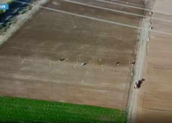 A Monastir la Polizia di Stato ha arrestato il titolare di un’azienda agricola per l’ipotesi di reato di sfruttamento di lavoro di cittadini stranieri