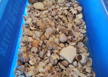 Conchiglie prelevate dalle spiagge di Badesi, fermata una coppia di turisti