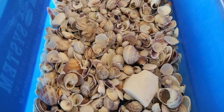 Conchiglie prelevate dalle spiagge di Badesi, fermata una coppia di turisti