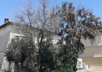 Oristano: un progetto pilota per salvare i lecci