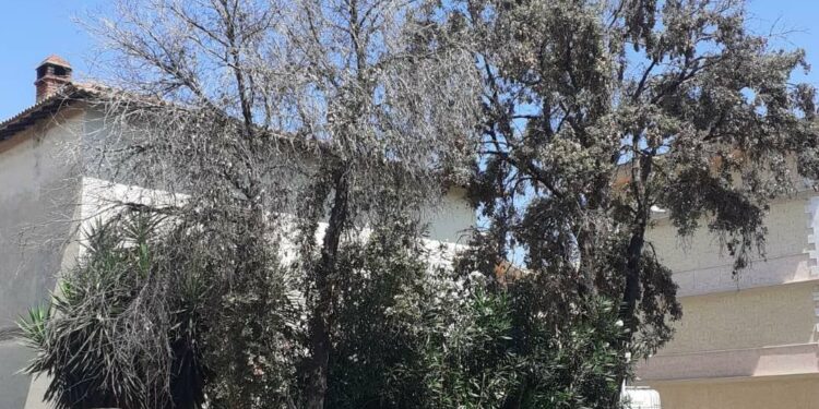 Oristano: un progetto pilota per salvare i lecci