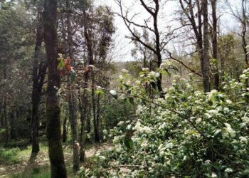 Deperimento e dissecamento delle foreste in Sardegna, un tavolo tecnico in Regione