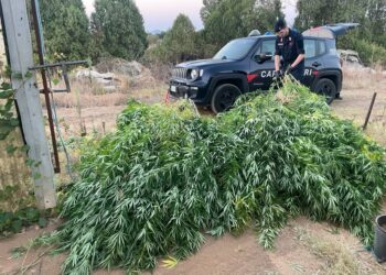 I carabinieri di Sestu hanno arrestato un agricoltore 38enne del luogo per coltivazione e detenzione di ingente quantità di sostanza stupefacente