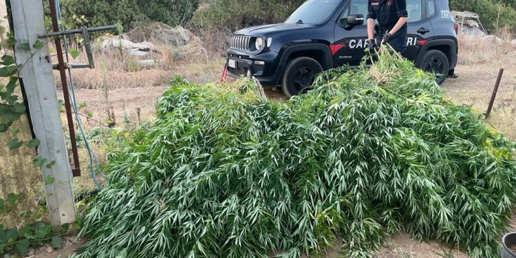 I carabinieri di Sestu hanno arrestato un agricoltore 38enne del luogo per coltivazione e detenzione di ingente quantità di sostanza stupefacente