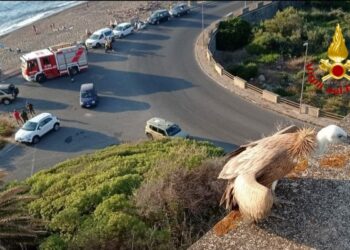 Bosa: stremato e disidratato, i vigili del fuoco salvano un grifone