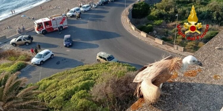 Bosa: stremato e disidratato, i vigili del fuoco salvano un grifone