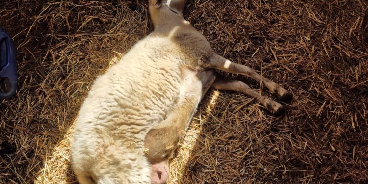 Coldiretti Sardegna: «La lingua blu dilaga in tutta la Sardegna, centinaia di casi e animali morti»