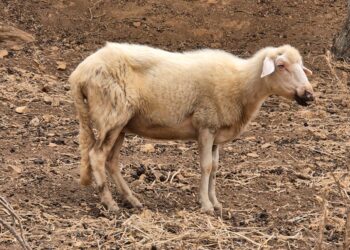 Coldiretti Sardegna: «La lingua blu dilaga in tutta la Sardegna, centinaia di casi e animali morti»