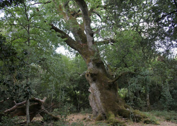 Il primo settembre, a Illorai, le canoe nel laghetto montano di S’Ena Manna e passeggiate su itinerari boschivi e archeologici