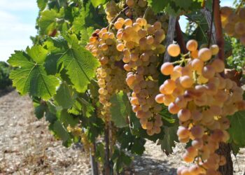 Le eccellenze del vino sardo al primo Stintino Wine Festival, il 23 e 24 agosto, “Alle Cantine” di Pozzo San Nicola 