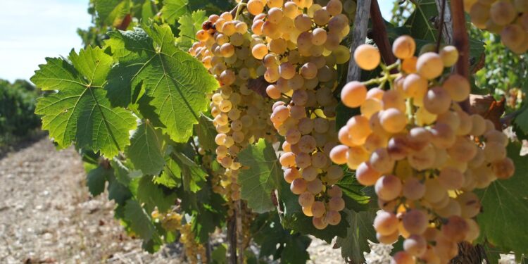 Le eccellenze del vino sardo al primo Stintino Wine Festival, il 23 e 24 agosto, “Alle Cantine” di Pozzo San Nicola