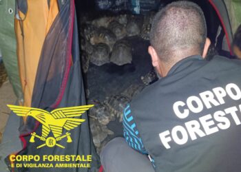 San Teodoro: salvati 54 esemplari di tartaruga marginata