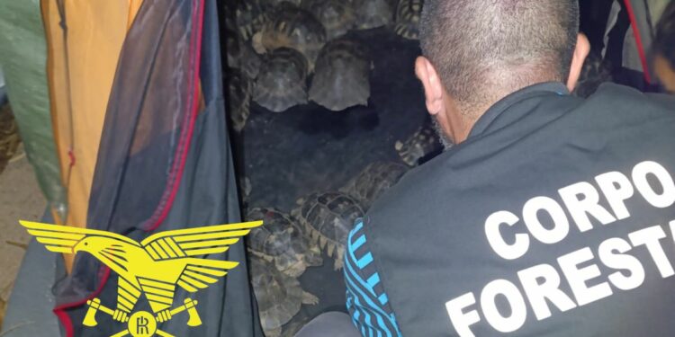 San Teodoro: salvati 54 esemplari di tartaruga marginata