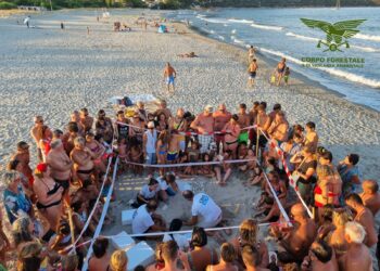 Spettacolare evento domenica 25 agosto, nella spiaggia di Foxi Manna, a Tertenia, con la schiusa di un nido di tartaruga marina della specie Caretta caretta