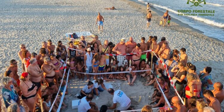 Spettacolare evento domenica 25 agosto, nella spiaggia di Foxi Manna, a Tertenia, con la schiusa di un nido di tartaruga marina della specie Caretta caretta