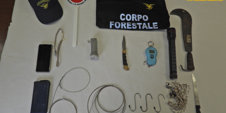 Il Nucleo Investigativo di Polizia Ambientale e Forestale (NIPAF) di Oristano ha deferito due persone sospettate di aver ucciso un piccolo di cinghiale con una roncola