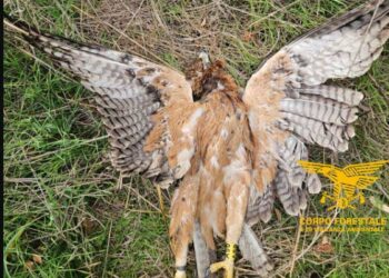 Aquila di Bonelli trovata uccisa in Sardegna: grave danno al progetto di reintroduzione