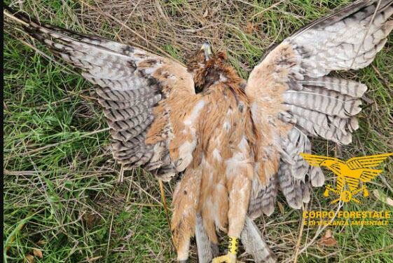 Aquila di Bonelli trovata uccisa in Sardegna: grave danno al progetto di reintroduzione