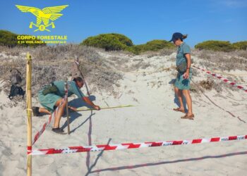 Budoni: un nido di Caretta caretta a Salamaghe