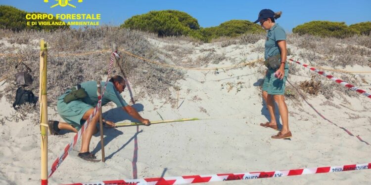 Budoni: un nido di Caretta caretta a Salamaghe