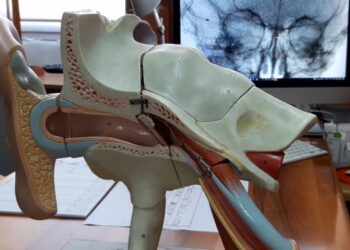 Sassari ospita PHARYNGEAL sui tumori orofaringei