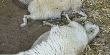 «La lingua blu dilaga in tutta la Sardegna», l’allarme di Coldiretti Sardegna